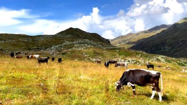 Dağlarda otlayan inekler.
