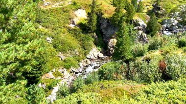 Dağlardaki ormanın havadan görünüşü