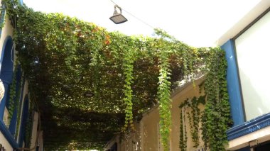 Güzel botanik fotoğrafı, doğal duvar kağıdı.