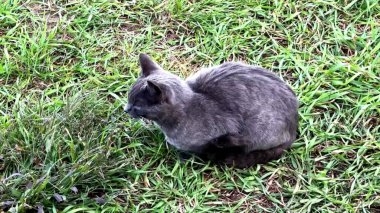 Çimlerin üzerindeki kedi