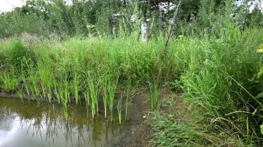 Ormanda yeşil çimenler