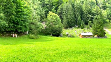 Parkta yeşil çimen