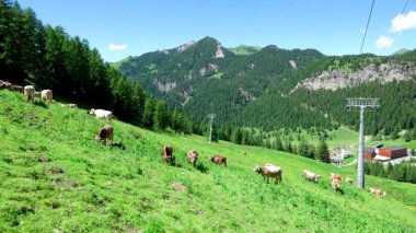 Dağlarda otlayan inekler.