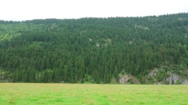 Dağlarda ormanı olan güzel bir manzara.