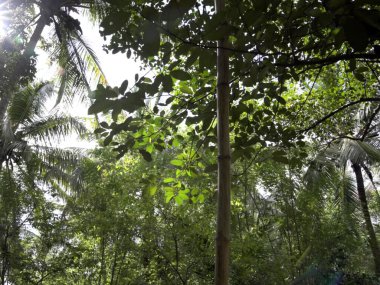 Ormanda yeşil yapraklar