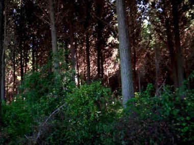 Ormanın güzel manzarası