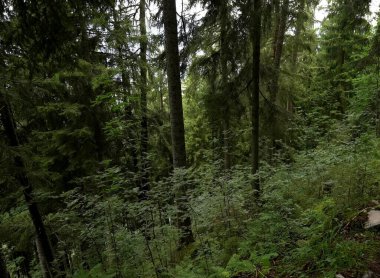 Dağlardaki güzel orman