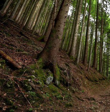 Yeşil yosunlu bir ormanın dikey görüntüsü.