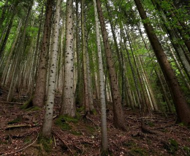 Dağlardaki güzel orman