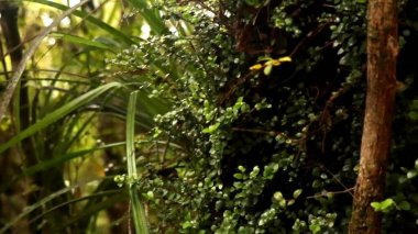 Ormanda yeşil yapraklar