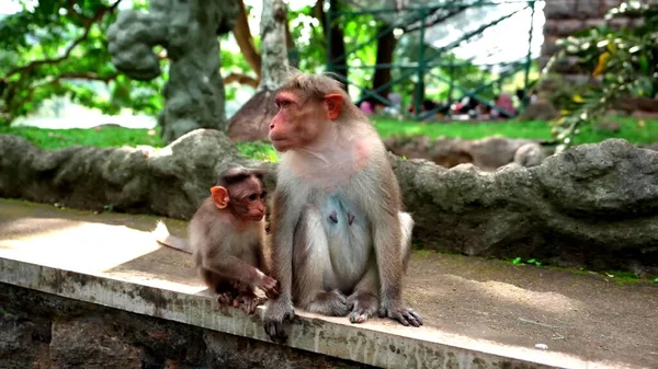 Affen Zoo — Stockfoto