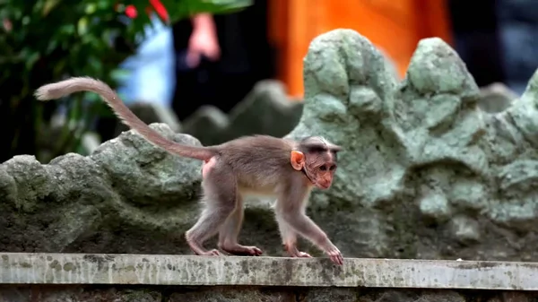 Macaco Zoológico — Fotografia de Stock