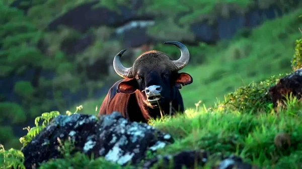 山の中の牛の美しいショット — ストック写真
