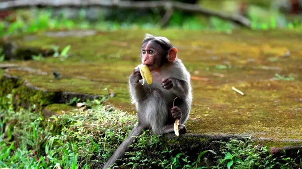 森林里的猴子 — 图库照片