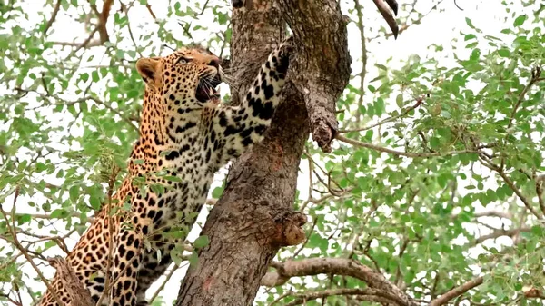 Leopardo Parque Nacional Kruger Tanzânia — Fotografia de Stock