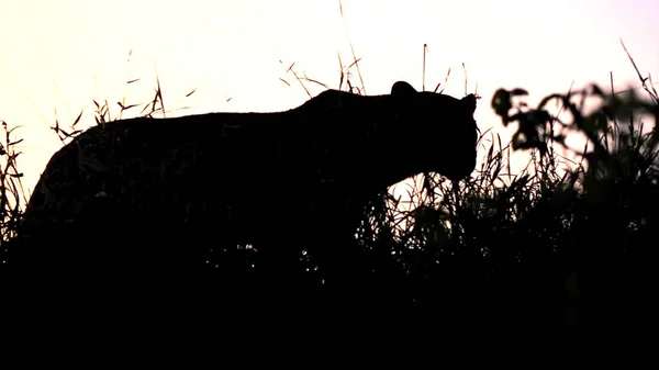 Красивий Чорний Кіт Траві — стокове фото