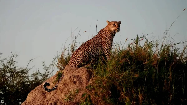 非洲大草原上一只猎豹的美丽镜头 — 图库照片