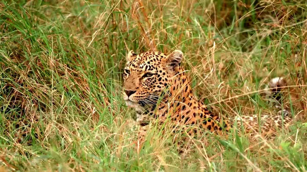 绿草中的豹子 — 图库照片