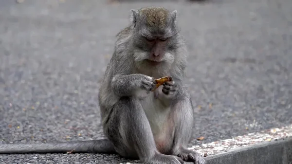 Affe Frisst Essen Auf Der Straße — Stockfoto