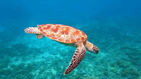 Черепаха Плавает Водой — стоковое фото