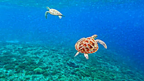 Черепаха Море — стоковое фото