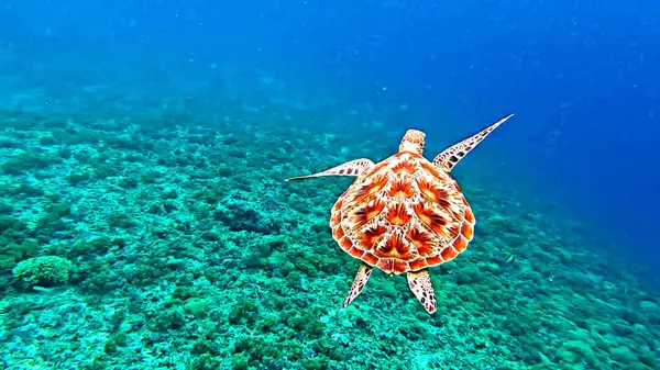 Tortuga Marina Nadando Arrecife Coral — Foto de Stock