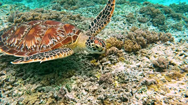 Красивая Морская Черепаха Водой — стоковое фото