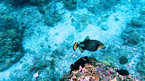 Кораловий Риф Єгипті — стокове фото