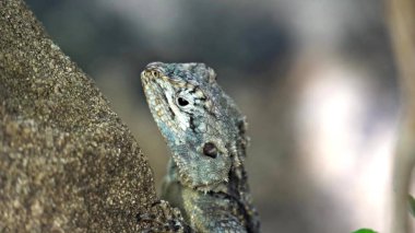 Ormandaki kertenkeleye yakından bak.