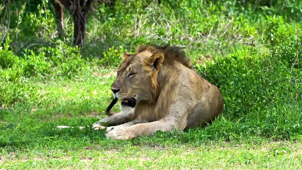 Lion Dans Savane Kenya — Photo