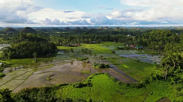 印度尼西亚的稻田和巴里稻田 — 图库照片