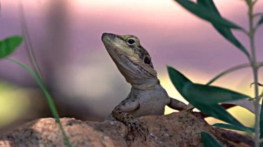 Ağaçtaki Kertenkele