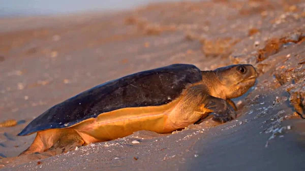 Gün Batımında Kumlu Sahilde Bir Deniz Kaplumbağasının Yakın Çekimi — Stok fotoğraf