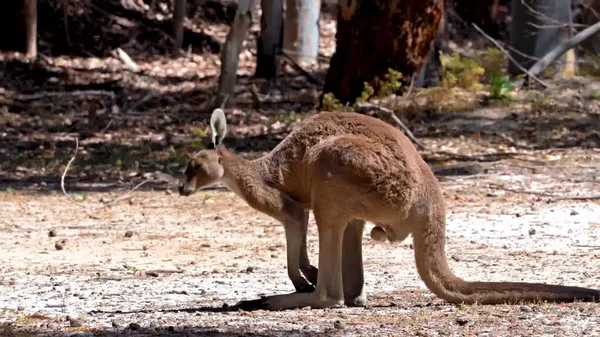 Een Kangoeroe Loopt Grond — Stockfoto