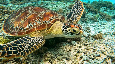 Su altındaki güzel deniz kaplumbağası.