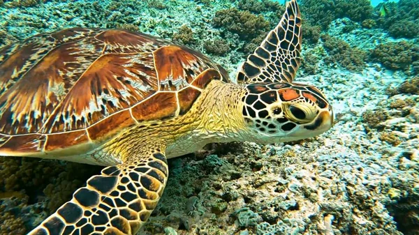Морская Черепаха Водой Тропическое Животное — стоковое фото