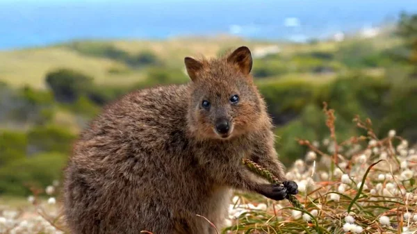 Kangur Australijskiej Przyrodzie Australijskiej Wyspie Australia — Zdjęcie stockowe