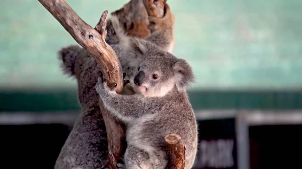 Nahaufnahme Eines Koalas Zoo — Stockfoto