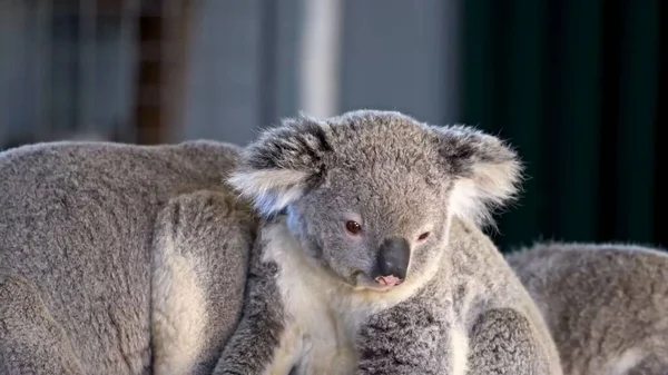 Koala Mit Weißem Fell Und Niedlich — Stockfoto