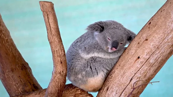 Słodkie Trochę Koala Lesie — Zdjęcie stockowe
