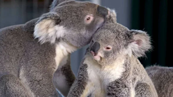 Niedliches Känguru Garten Australien — Stockfoto