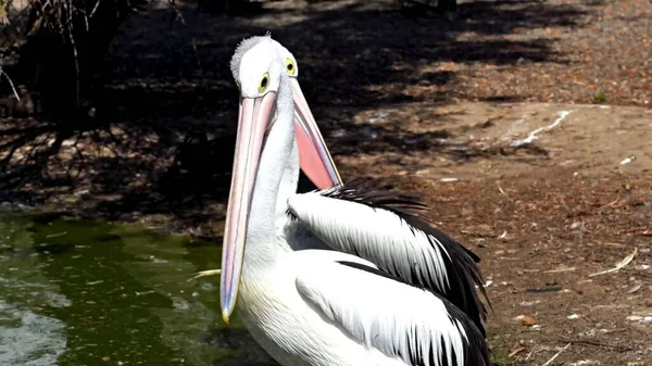 Pelican Zoo — Stock Photo, Image
