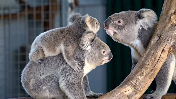 Koala Zoo — Stockfoto