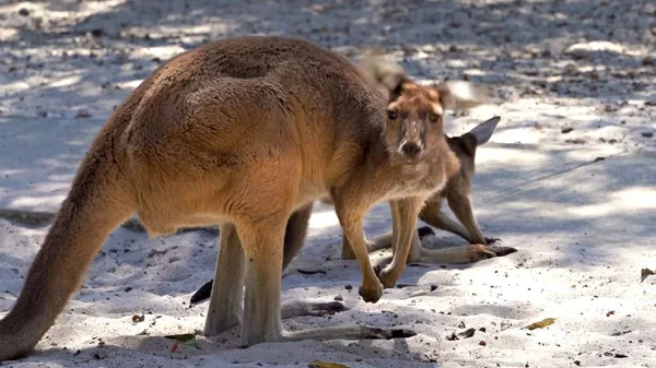 Kangury Kangury Zwierzęta Dzika Faza — Zdjęcie stockowe