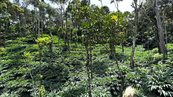Grüne Teeplantage Wald — Stockfoto