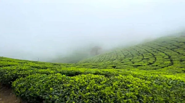 green tea plantation in the morning