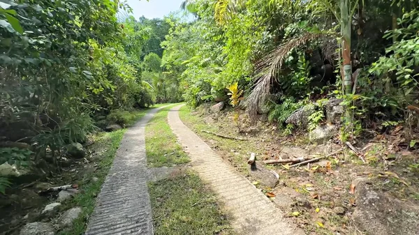 Красивий Тропічний Зелений Ліс Джунглях — стокове фото