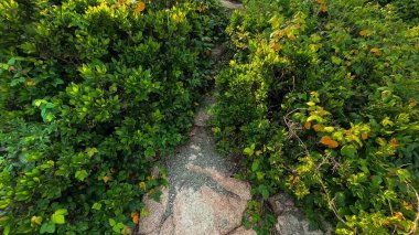 Güzel botanik fotoğrafı, doğal duvar kağıdı.