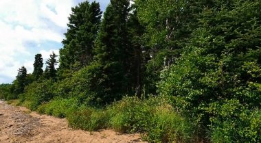 Yazın ormanın güzel manzarası