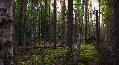 Güzel yeşil orman sabah